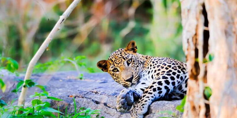 Anuradhapura: Full-Day Wilpattu National Park Private Safari - An Authentic Wildlife Experience in Wilpattu