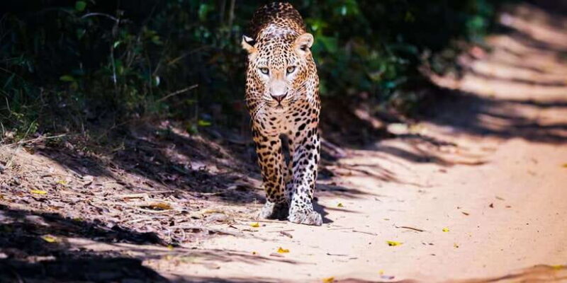 Anuradhapura: Full-Day Wilpattu National Park Private Safari - Is This Tour Right for You?