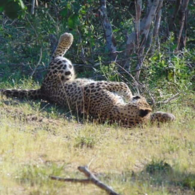 Anuradhapura: Full-Day Wilpattu National Park Private Safari - FAQ