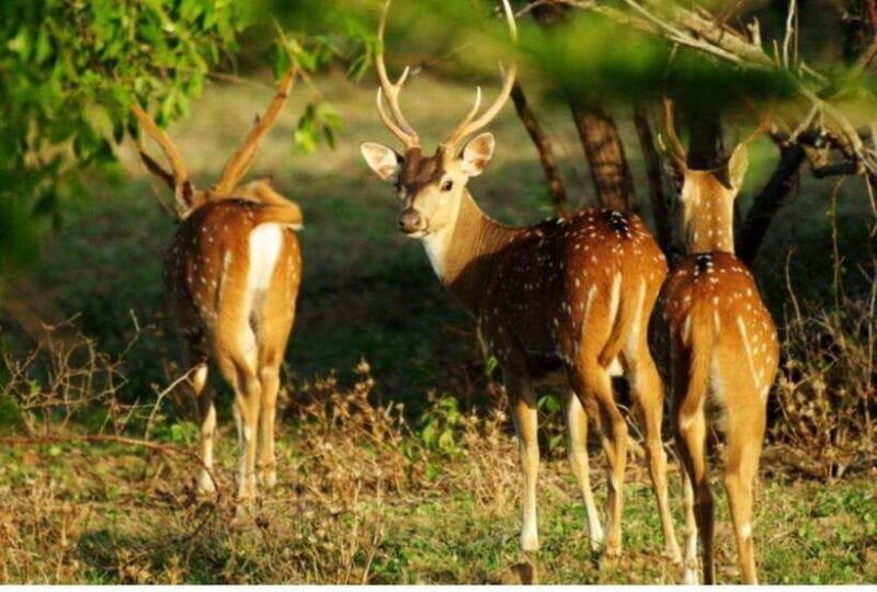 Anuradhapura: Morning or Evening Safari at Wilpattu -Private - The Itinerary in Detail
