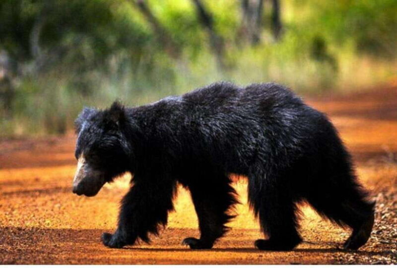 Anuradhapura: Morning or Evening Safari at Wilpattu -Private - The Sum Up