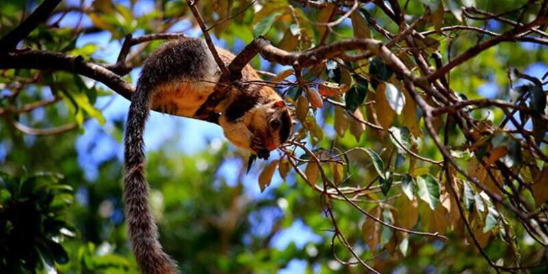 Anuradhapura: Wilpattu National Park Day Trip with entrance - Exploring Wilpattu: What to Expect