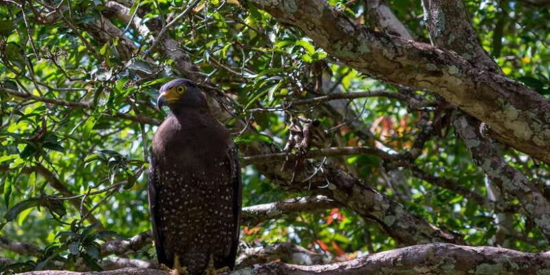 Anuradhapura: Wilpattu National Park Day Trip with entrance - Who Should Consider This Tour