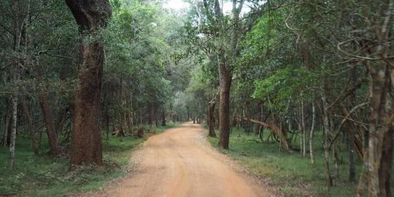 Anuradhapura: Wilpattu National Park Day Trip with entrance - Final Thoughts