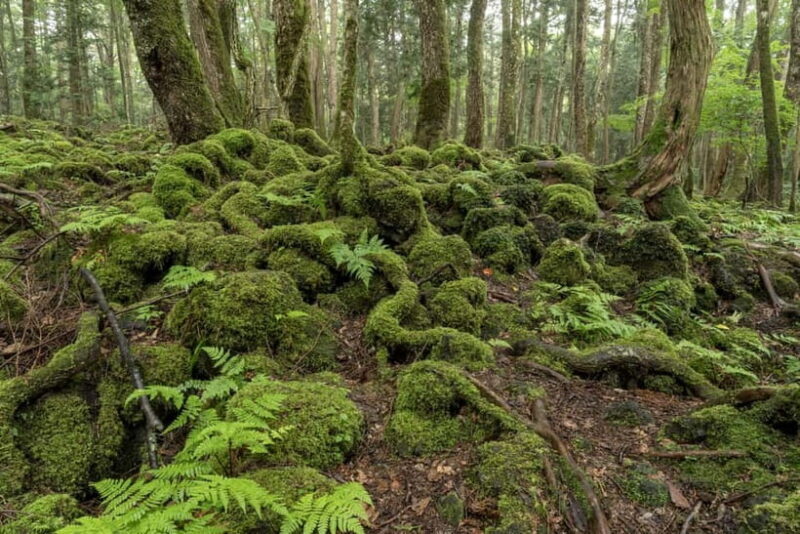 Aokigahara Forest: Private Guided Tour with Mt.Fuji view - Exploring Aokigahara Forest: A Natural and Cultural Treasure