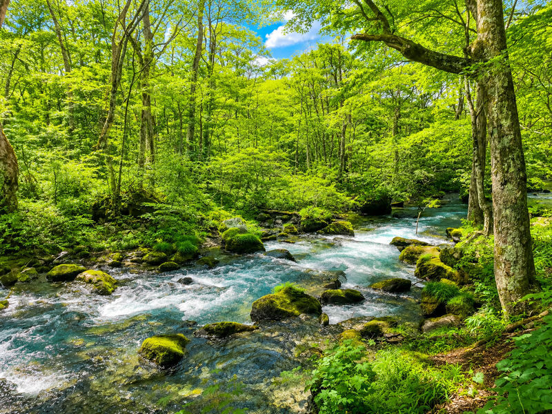 Aomori Day Trip: Oirase Gorge & Towada Lake - Who should book this Aomori day trip?