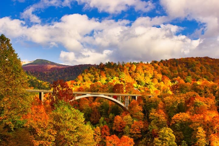Aomori | Oirase Stream & Shirakami Mountains Private Chartered Day Tour | Customizable Itinerary - At a glance