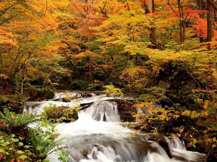 Aomori | Oirase Stream & Shirakami Mountains Private Chartered Day Tour | Customizable Itinerary - The driver is your transport, not your guide