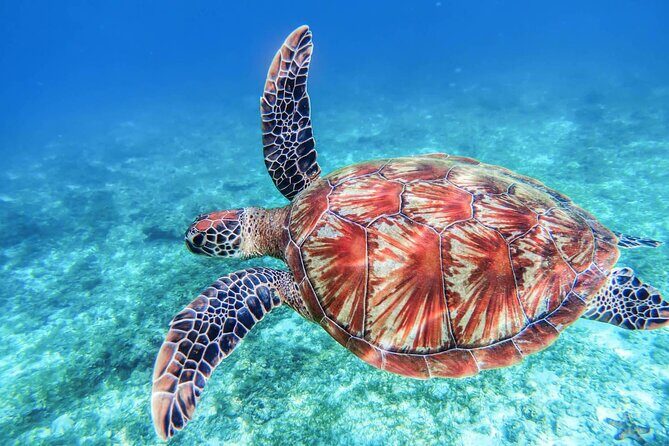 "Aphrodite I Cruises" trip to Blue Lagoon & Turtle Cove - The Sum Up: Is It Worth It?