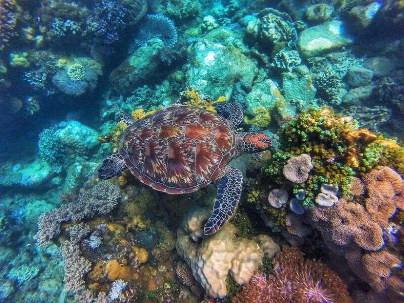 Apo Island Wonders: Snorkel with Sea Turtles in Dumaguete - A Closer Look at Apo Island Wonders: What to Expect