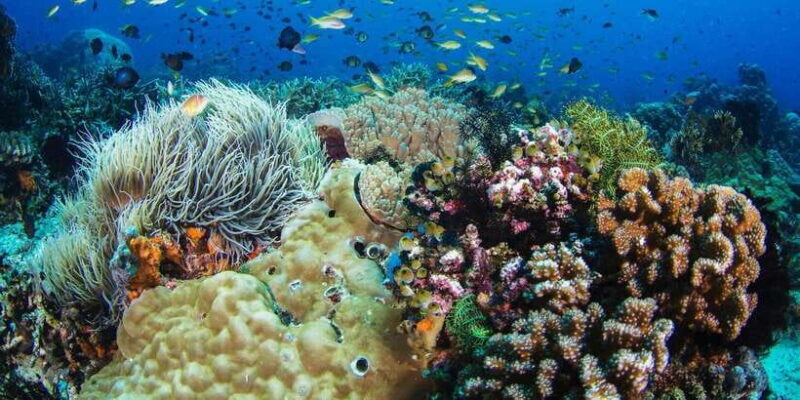 Apo Island Wonders: Snorkel with Sea Turtles in Dumaguete - The Sum Up: Who Is This Tour Best For?