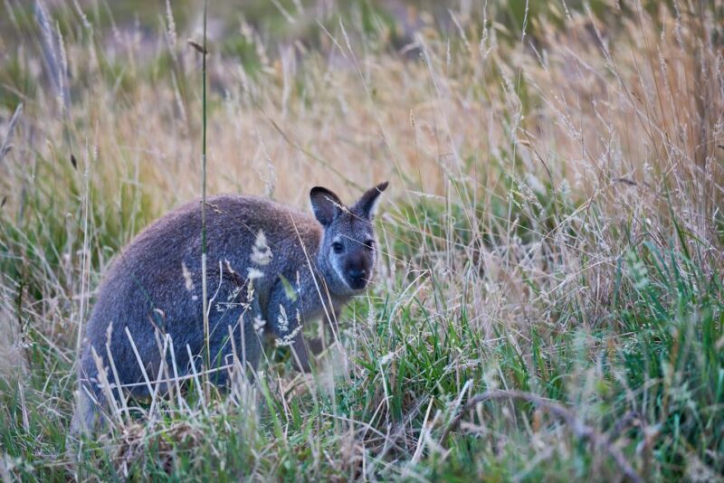 Apollo Bay: Dusk Discovery Great Ocean Road Wildlife Tour - FAQ