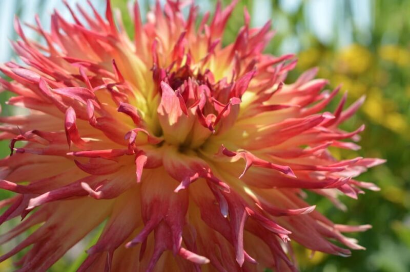 Appeltern: Flower Park Appeltern Entry Ticket - FAQ