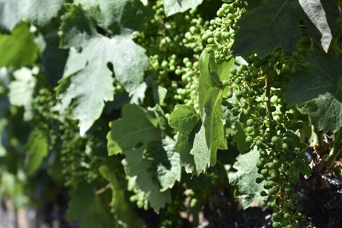 Apple Hill Wine Tasting Tours And Placerville wine tasting tours - What to Expect at Each Stop