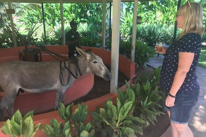 Appleton Rum Factory, Ys Falls, Black River Safari, Floyds Pelican Bar - A Detailed Look at the Tour Experience