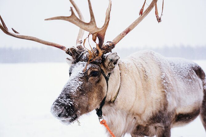 Apukka Reindeer Journey - A Genuine Arctic Experience in Rovaniemi: The Apukka Reindeer Journey