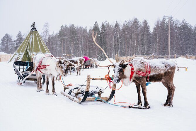 Apukka Reindeer Journey - The Sum Up
