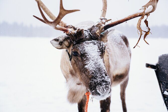 Apukka Reindeer Journey - FAQ