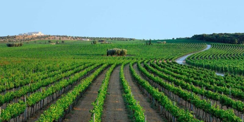 Apulia: Guided Vineyard Tour with Wine Tasting - Key Points