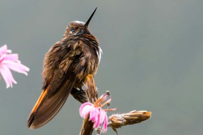 Apurímac: Excursion to the National Sanctuary of Ampay - A Detailed Look at the Tour Experience