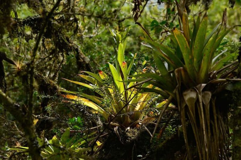 Apurímac: Excursion to the National Sanctuary of Ampay - Practical Tips for the Trip