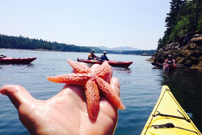 Aqua Safari Kayak tour departing Southwest Harbor - A Close Look at the Aqua Safari Kayak Tour