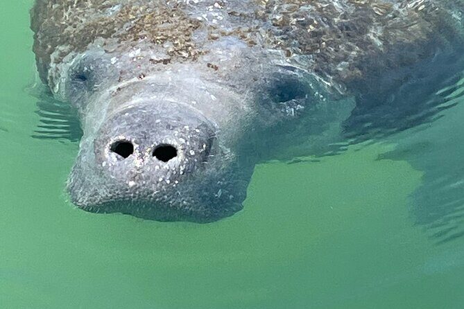 Aqua Sol Adventures 2.5 Hour Private Snorkeling & Shelling tour - An In-Depth Look at the Experience