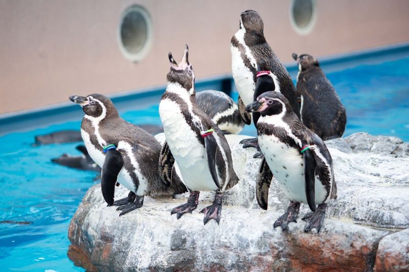 Aqua World Ibaraki Prefectural Oarai Aquarium Ticket - What to know before you go