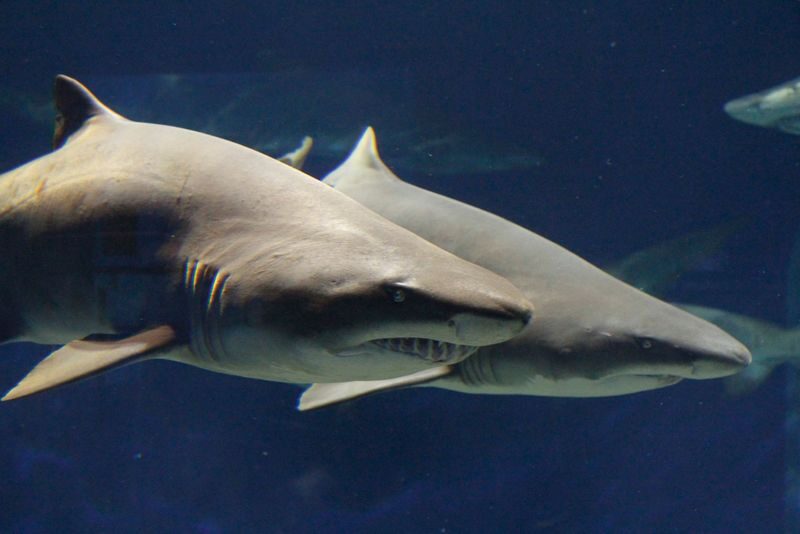 Aqua World Ibaraki Prefectural Oarai Aquarium Ticket - Start with the sharks, then let the route unfold