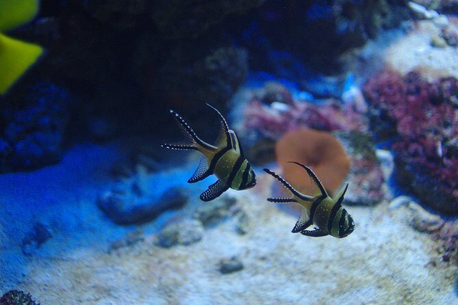 Aquaria KLCC Ticket - Who Should Consider Visiting Aquaria KLCC?