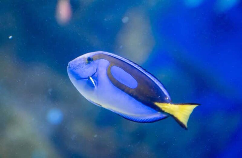 AquaRio and Olympic Boulevard Small Group Tour - AquaRio and Olympic Boulevard Small Group Tour: A Deep Dive into Rio’s Marine Life and Urban Art