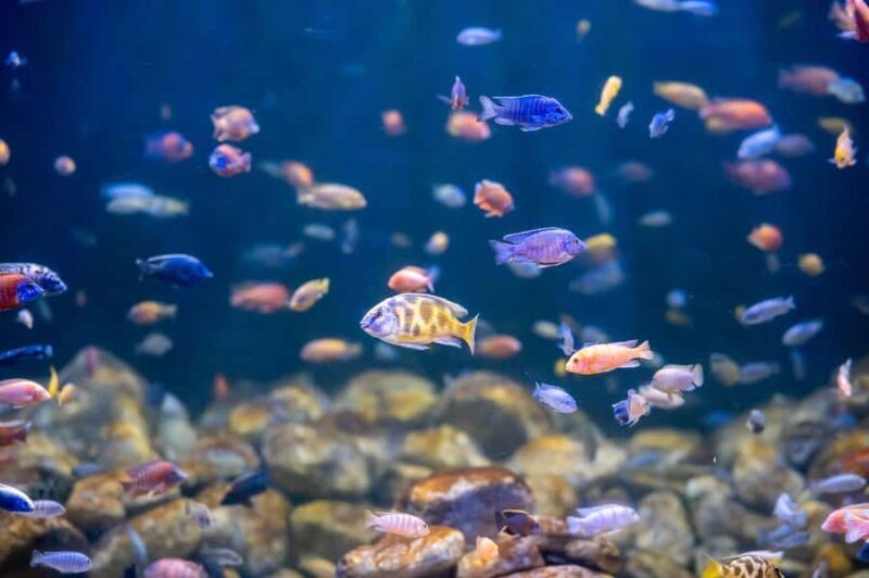 AquaRio and Olympic Boulevard Small Group Tour - Key Points