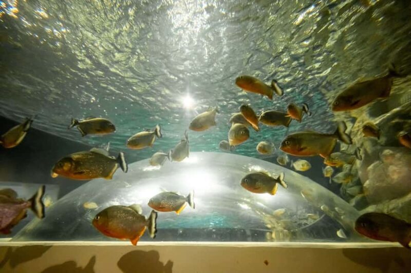 AquaRio and Olympic Boulevard Small Group Tour - Who Should Consider This Tour?