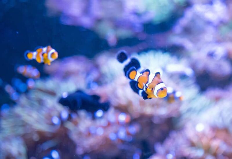 AquaRio and Olympic Boulevard Small Group Tour - FAQ