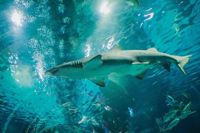 AquaRio + Olympic Boulevard + Transportation - FAQs