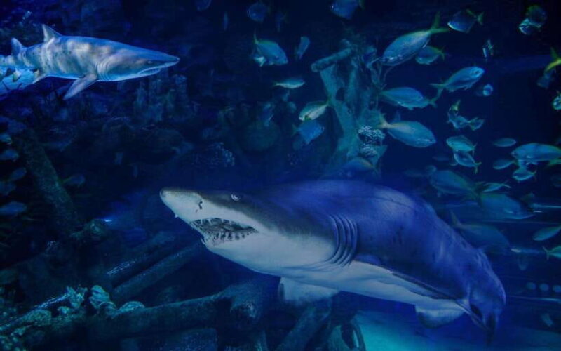 Aquarium KLCC, KL Tower, TRX, and PNB 118 Tour - Key Points