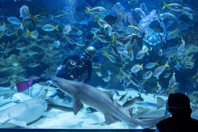 Aquarium KLCC, KL Tower, TRX, and PNB 118 Tour - Who Will Love This Tour?
