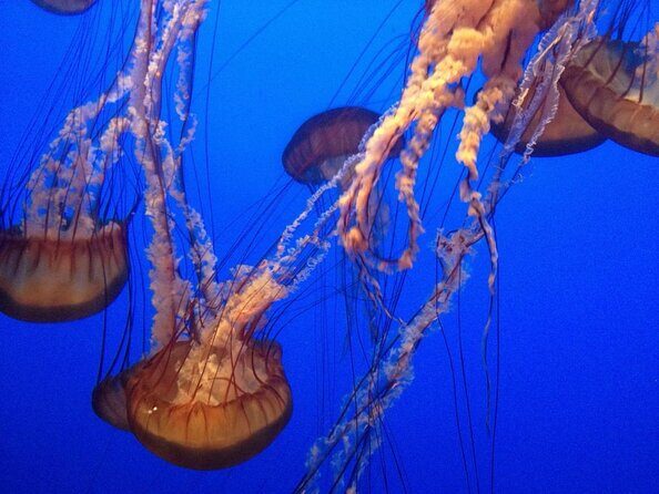 Aquarium of the Bay General Admission Ticket - Key Points