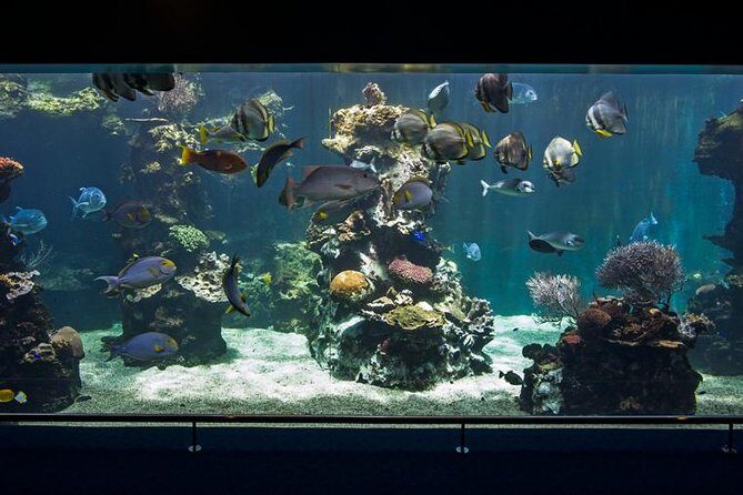 Aquarium Package in Nouméa's with Admission with Hop-on Hop-Off - Why Choose This Aquarium Tour in Nouméa?