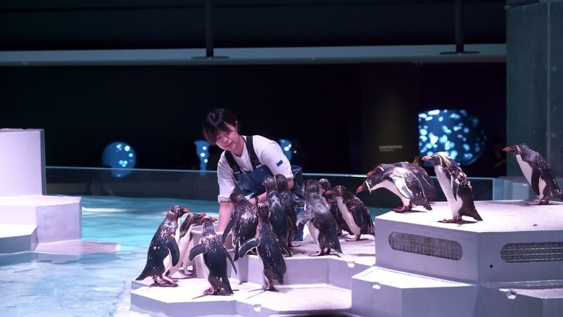AQUARIUM PARK AOAO SAPPORO (Hokkaido) - The penguin encounter is the main event