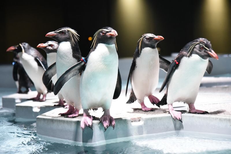 AQUARIUM PARK AOAO SAPPORO (Hokkaido) - A useful indoor break in Sapporo weather