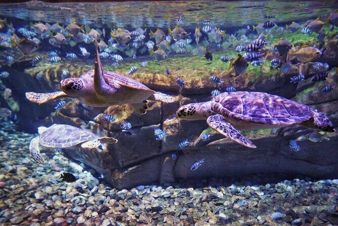 Aquarium Phuket and AR Trick Eye Museum Combo Tickets - Practical Tips for Your Visit