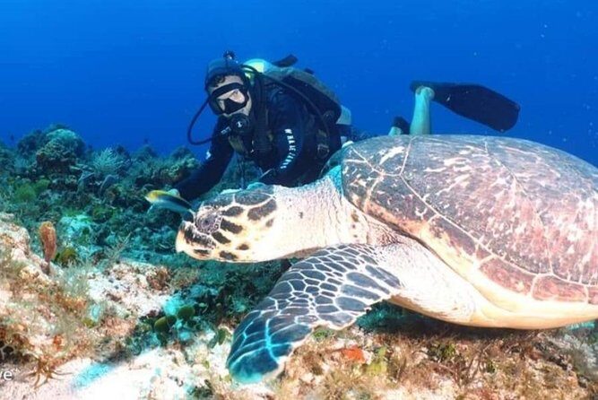 Aquatic Wonderland: Discover Meso's Magic" - An In-Depth Look at the Experience