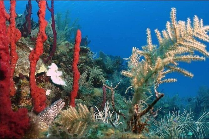 Aquatic Wonderland: Discover Meso's Magic" - Who Is This Tour Best For?