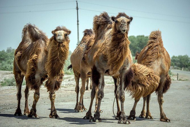 Aral Sea - Lost Paradise - The Sum Up