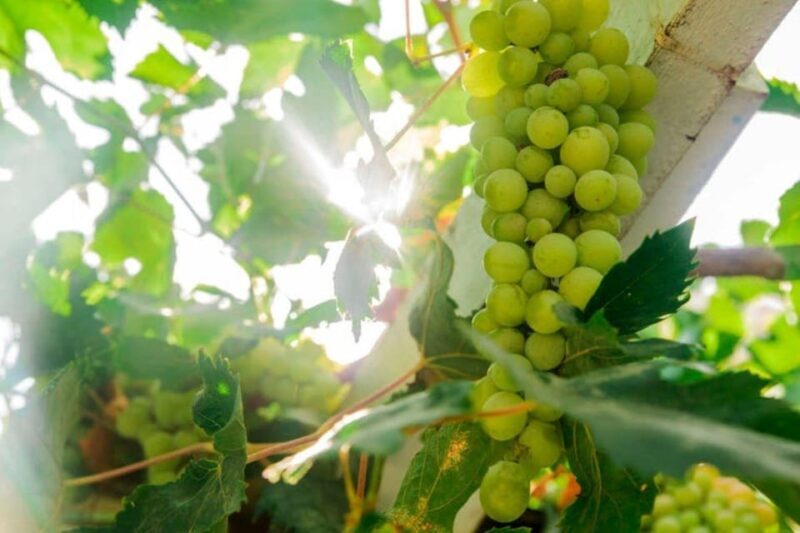 Aranda de Duero: Tour of Underground Cellar and Wine Museum - Final Thoughts: Who Should Book This Tour?