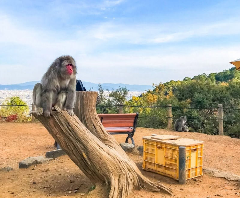 Arashiyama 3-Hour UNESCO Site & Monkey Park Tour - At a glance