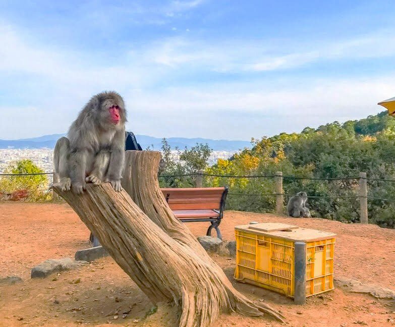 Arashiyama 3-Hour UNESCO Site & Monkey Park Tour - Should you book it?
