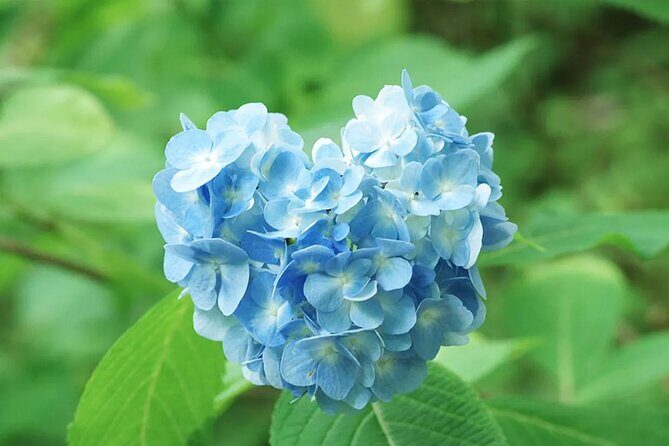 Arashiyama Autumn Leaves & Sanzen-in Temple Tour from Osaka/kyoto - Frequently Asked Questions