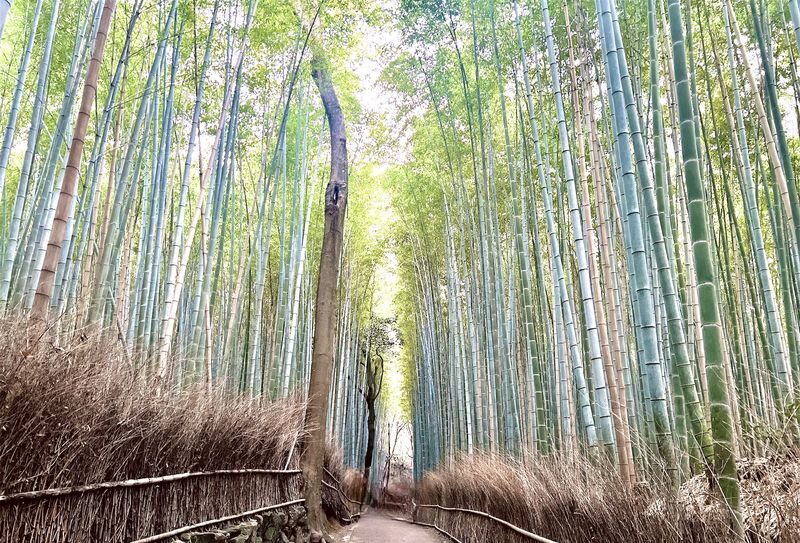 Arashiyama Bamboo Forest Half-day Temple & UNESCO site Tour - What Marie adds to the walk